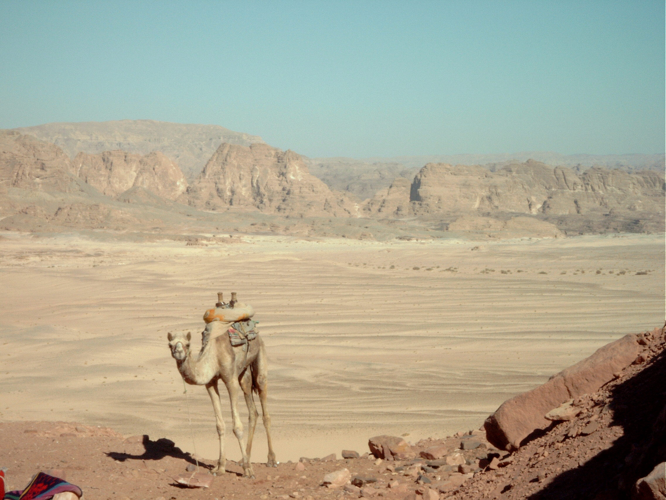 lonely trampeltier ...